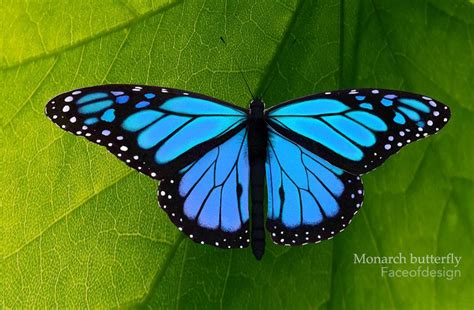Blue monarch - For many, a blue monarch butterfly tattoo is more than just a pretty design. It can symbolize transformation, freedom, and the beauty of nature. It serves as a reminder of the vibrant and magical world we live in, filled with colors and wonders, even if the blue monarch itself is a creature of myth. To explore the meanings and popular designs ...